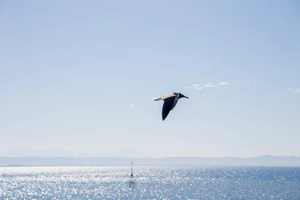 Flying Bird Sun Lighted Marine Landscape Distant Rocks — Stock Photo, Image