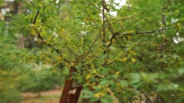 branches d'arbres dans la forêt