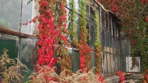 Edificio Con Hojas Rojas Otoño — Vídeo de stock