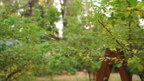 Cespuglio Con Fogliame Giardino — Video Stock