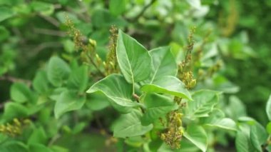 Parkta yaprakları olan çalılar