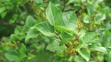 Parkta yaprakları olan çalılar