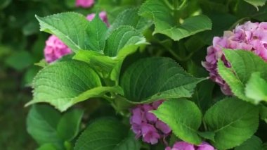 Gelin buketi ve çiçekler parkta.