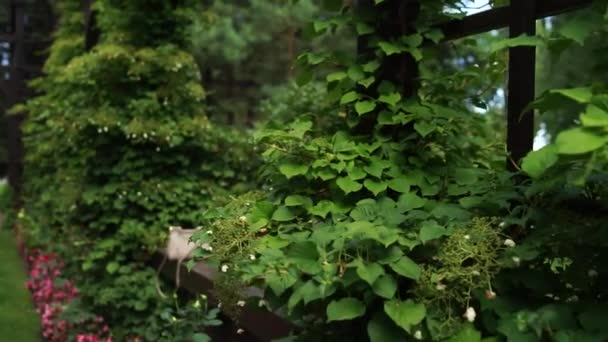 Кусты Листьями Парке — стоковое видео