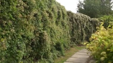 Yaz çalı parkında yol