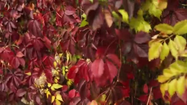 Feuilles Rouges Automne Sur Les Branches — Video