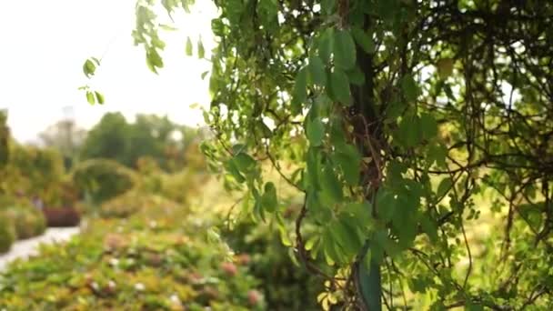 Arbustos Vegetación Parque — Vídeos de Stock