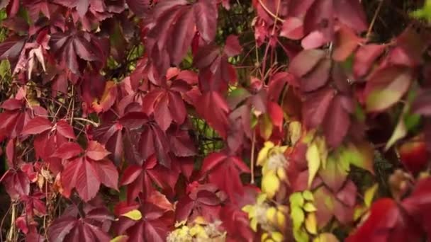 Feuilles Rouges Automne Sur Les Branches — Video