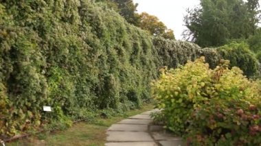 Yaz çalı parkında yol