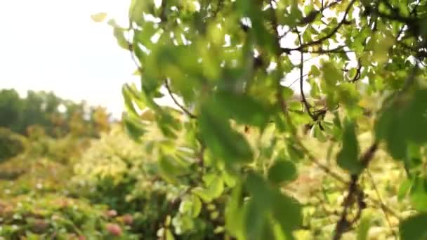 Carretera Arbustos Verano Parque — Vídeos de Stock