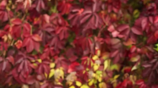 Foglie Rosse Autunno Sui Rami — Video Stock