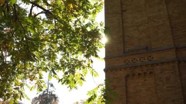 Ağaçların arasından güneş