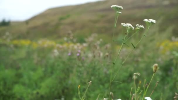 夏と丘の緑の野 — ストック動画
