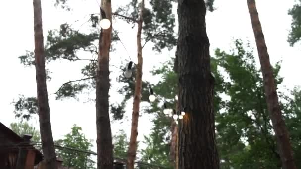 Glühbirnen Einem Baum Einem Park — Stockvideo