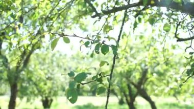 Parlak güneşte ağaç yaprakları