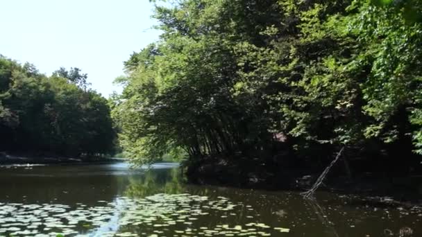 Λίμνη Στο Δάσος Καλοκαίρι — Αρχείο Βίντεο