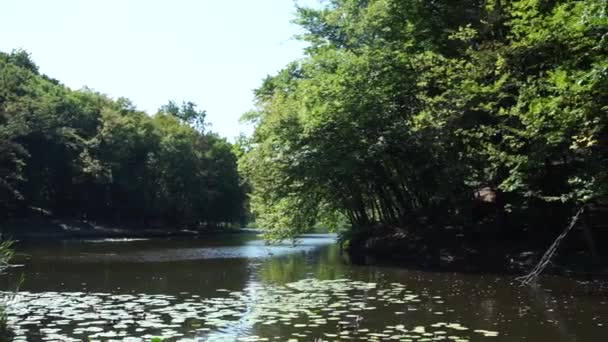 Lago Floresta Verão — Vídeo de Stock