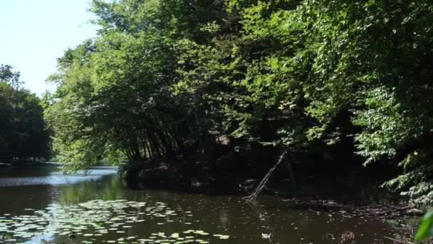 Lago Floresta Verão — Vídeo de Stock