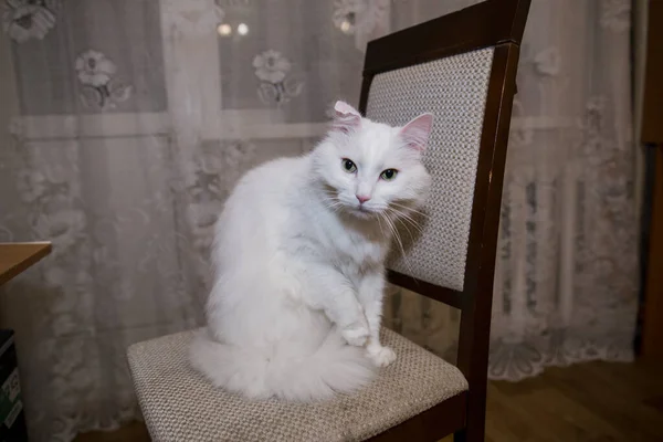 Chat Blanc Assis Sur Une Chaise — Photo