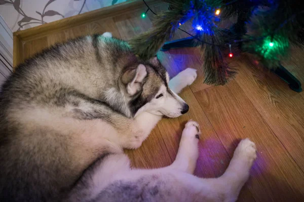シベリアのハスキーはクリスマスツリーの下で眠る — ストック写真