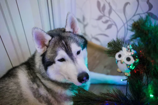 Husky Siberiano Dorme Debaixo Árvore Natal — Fotografia de Stock