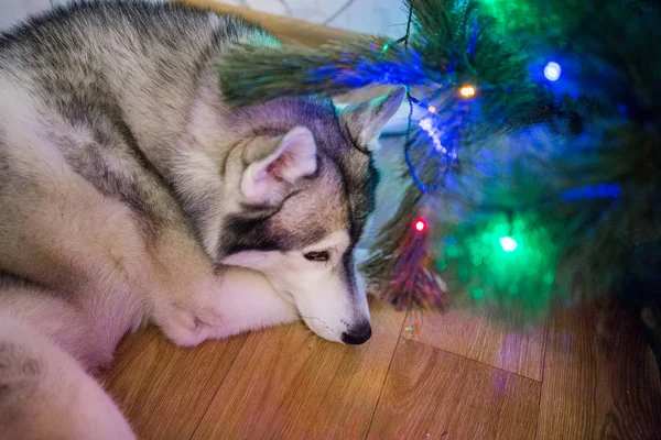 Siberian Husky Dorme Sotto Albero Natale — Foto Stock