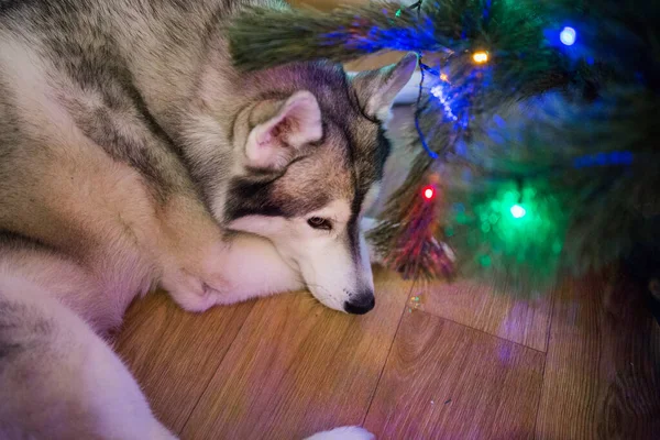 シベリアのハスキーはクリスマスツリーの下で眠る — ストック写真