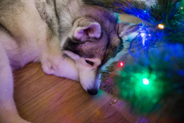 Siberian Husky Schläft Unter Dem Weihnachtsbaum — Stockfoto