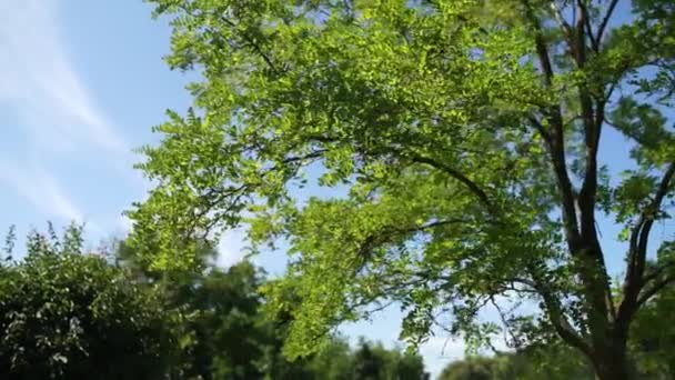 Parque Con Árboles Verano — Vídeos de Stock