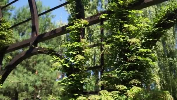 Parc Avec Arbres Été — Video