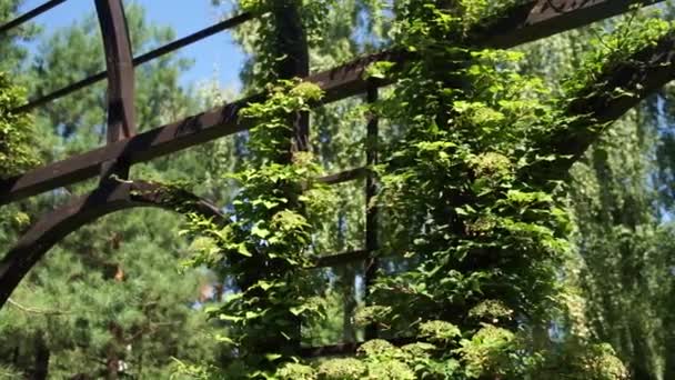 Yaz Aylarında Ağaçları Ile Park — Stok video