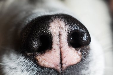Sibirya Husky burun yakın çekim makro