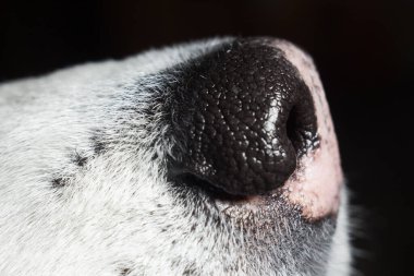 Sibirya Husky burun yakın çekim makro