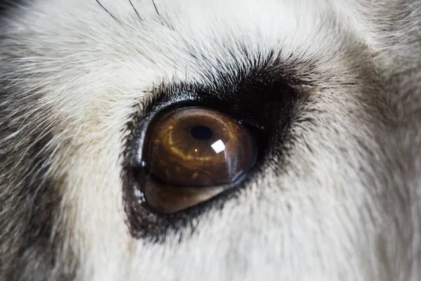 wolf eye close up