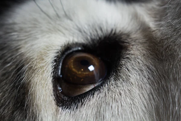 Ojo Lobo Cerca — Foto de Stock