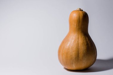 Gri arka planda uzatılmış balkabağı