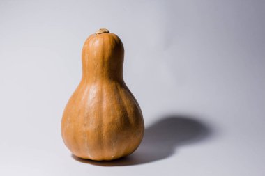 Gri arka planda uzatılmış balkabağı