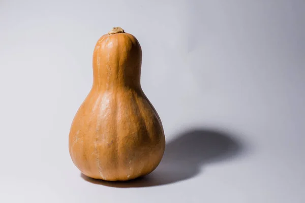 Calabaza Alargada Sobre Fondo Gris — Foto de Stock