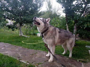 Evin yakınındaki çimlerin üzerinde Husky köpeği