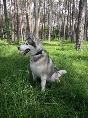 Ormandaki çimlerin üzerinde iri bir köpek.