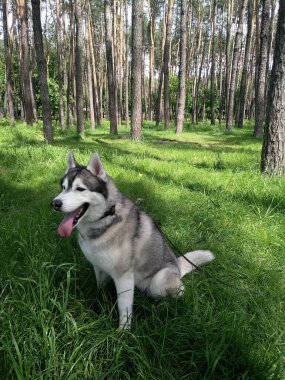 Ormandaki çimlerin üzerinde iri bir köpek.