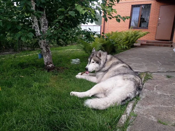 Evin Yakınındaki Çimlerin Üzerinde Husky Köpeği — Stok fotoğraf
