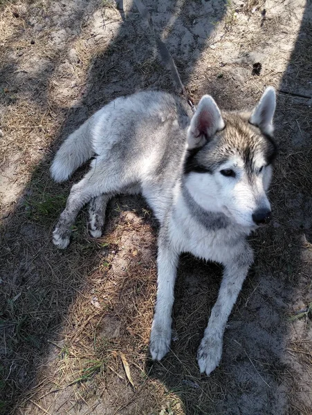 Chien Husky Repose Sur Sol — Photo