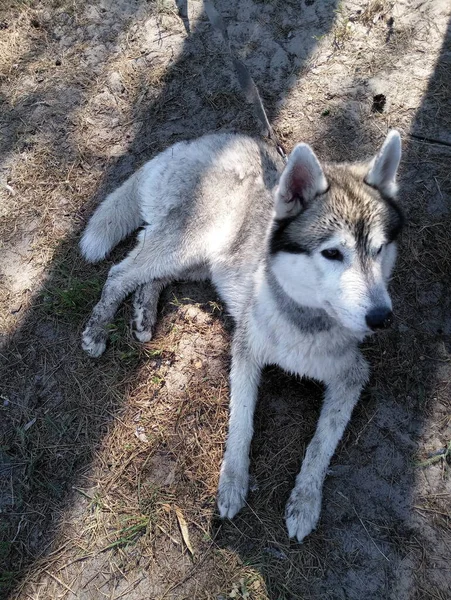 Husky Pies Leży Ziemi — Zdjęcie stockowe