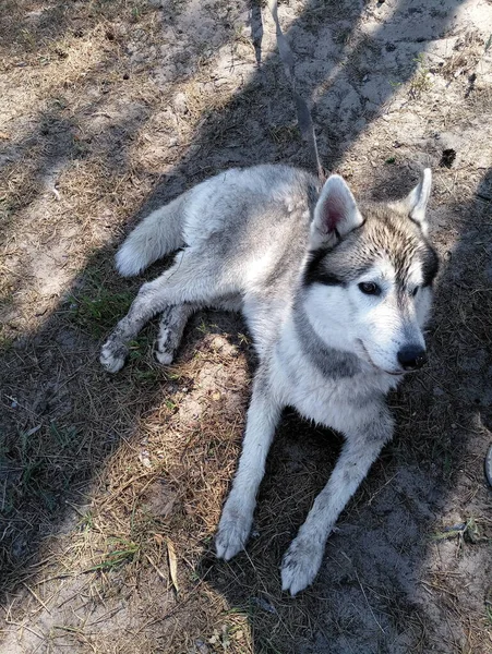 Husky Pies Leży Ziemi — Zdjęcie stockowe