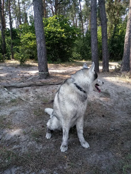 Husky Pies Lesie — Zdjęcie stockowe