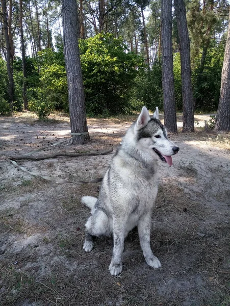 Cão Husky Floresta — Fotografia de Stock