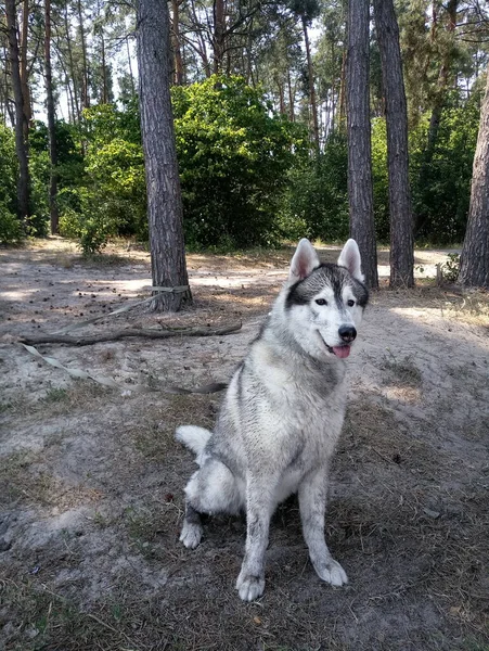 Husky Kutya Erdőben — Stock Fotó