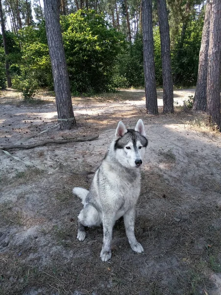 森の中のハスキー犬 — ストック写真