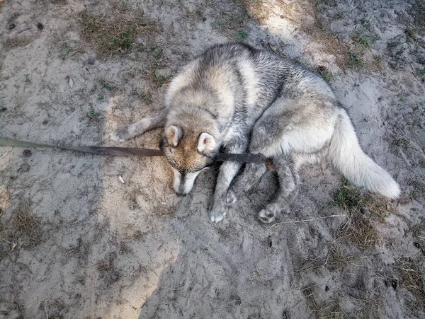 Perro Husky Bosque — Foto de Stock